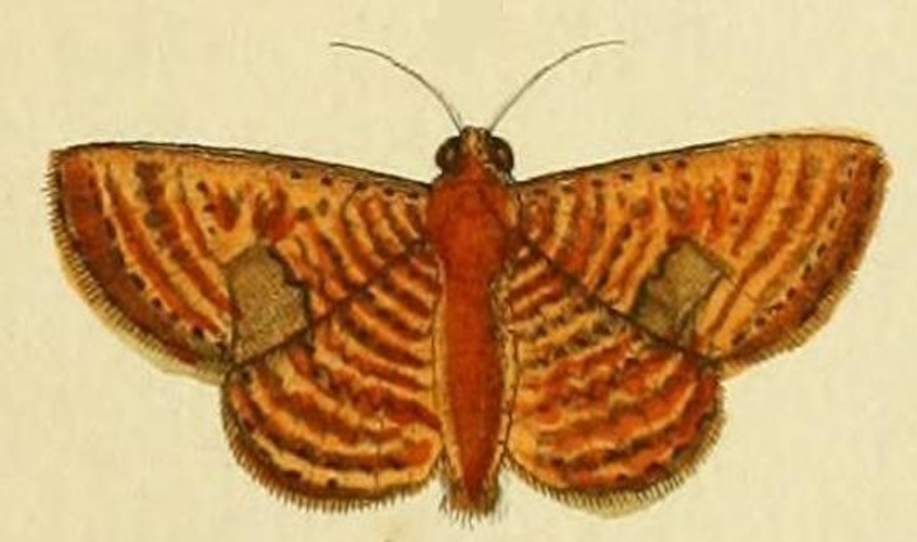 Antiblemma lothos &copy; <a href="https://en.wikipedia.org/wiki/Pieter_Cramer" class="extiw" title="en:Pieter Cramer">Pieter Cramer</a> (1721 - 1776) and <a href="https://en.wikipedia.org/wiki/Caspar_Stoll" class="extiw" title="en:Caspar Stoll">Caspar Stoll</a> (between  1725 and 1730 - 1791)