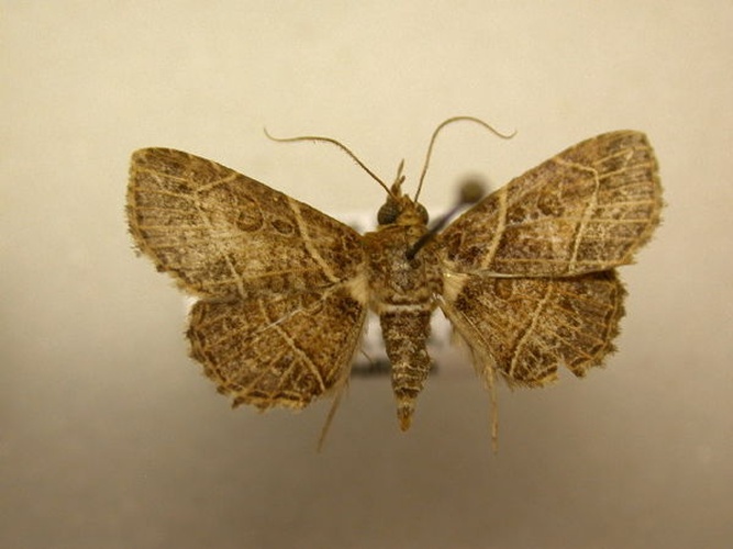 Antiblemma phaedra &copy; J. B. Sullivan, Unspecified