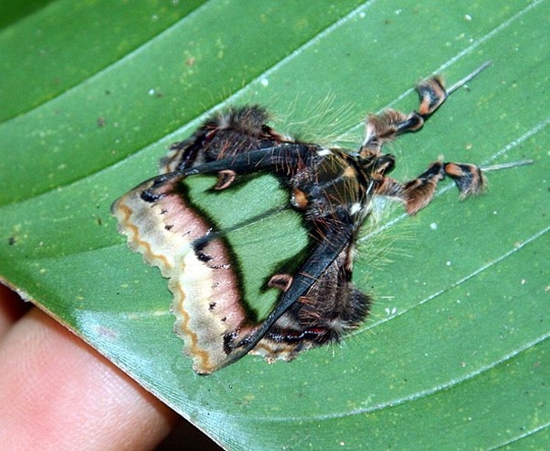 Ceroctena amynta © <a rel="nofollow" class="external text" href="https://www.flickr.com/people/30628571@N04">yakovlev.alexey</a> from Moscow, Russia