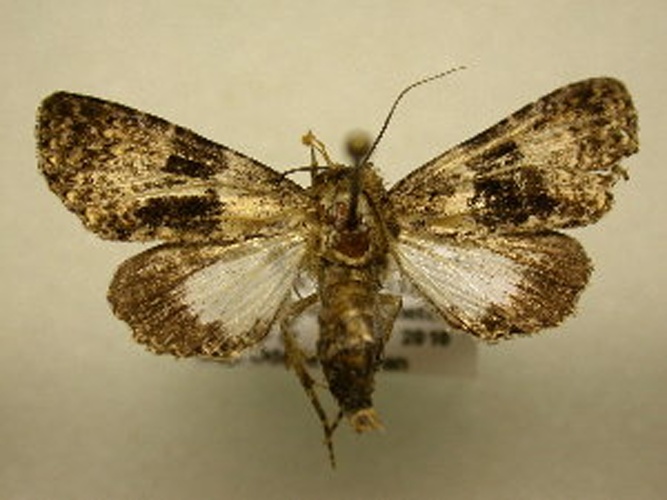 Diopa creta &copy; <a href="//commons.wikimedia.org/w/index.php?title=User:Rickerlolo&amp;action=edit&amp;redlink=1" class="new" title="User:Rickerlolo (page does not exist)">Rickerlol</a>