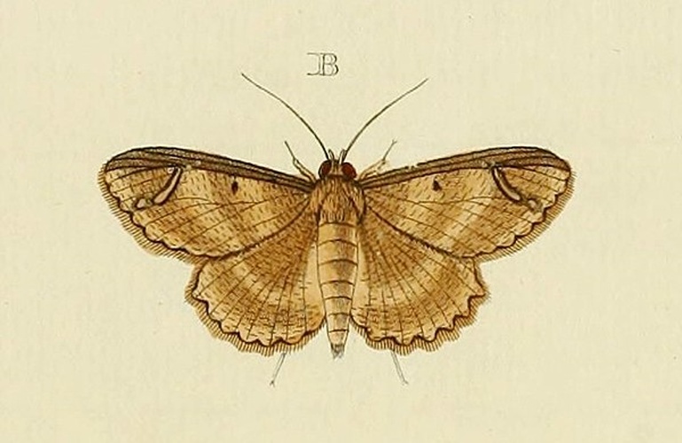 Erebostrota stenelea © <a href="https://en.wikipedia.org/wiki/Pieter_Cramer" class="extiw" title="en:Pieter Cramer">Pieter Cramer</a> (1721 - 1776) and <a href="https://en.wikipedia.org/wiki/Caspar_Stoll" class="extiw" title="en:Caspar Stoll">Caspar Stoll</a> (between  1725 and 1730 - 1791)