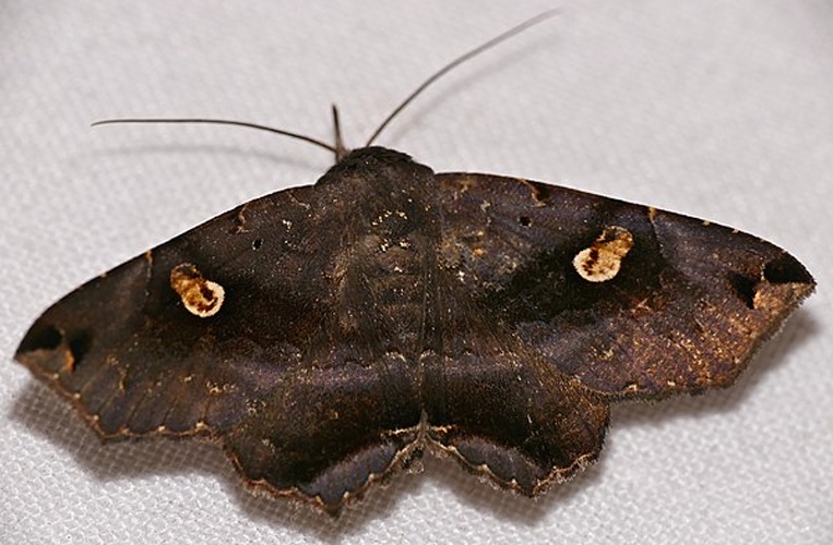 Euclystis insana © <a rel="nofollow" class="external text" href="https://www.flickr.com/people/65695019@N07">Bernard DUPONT</a> from FRANCE