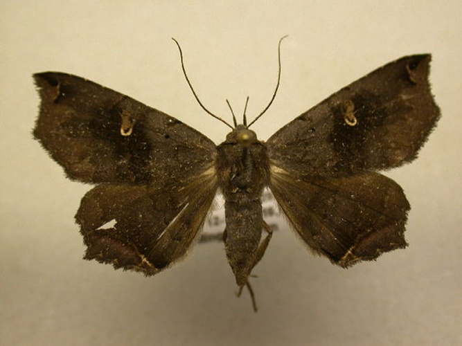 Euclystis manto © James Sullivan, Research Collection of J. B. Sullivan