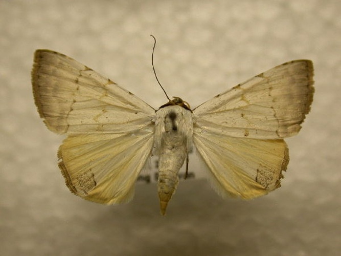 Eulepidotis alabastraria © James Sullivan, Research Collection of J. B. Sullivan