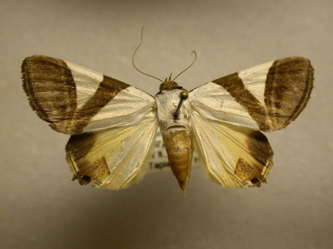 Eulepidotis dominicata © James Sullivan, Research Collection of J. B. Sullivan