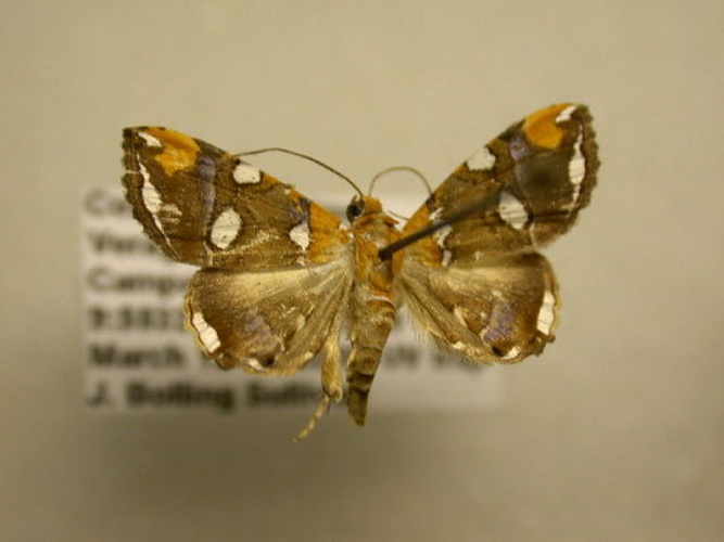 Eulepidotis guttata © James Sullivan, Research Collection of J. B. Sullivan