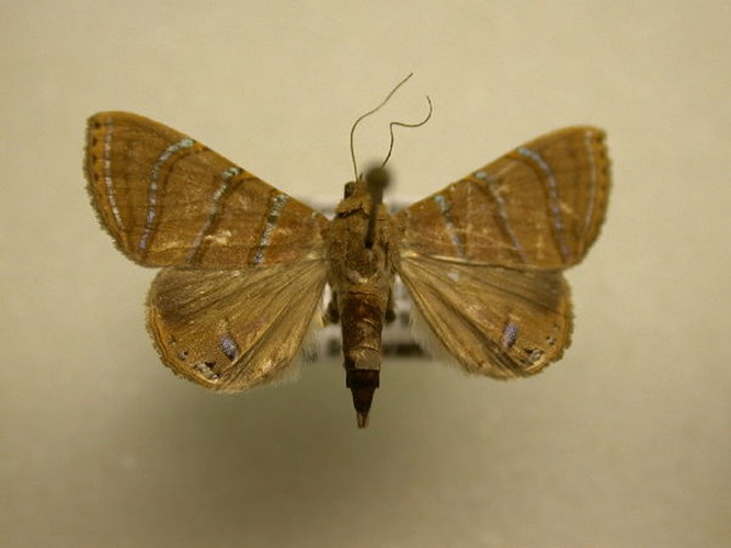 Eulepidotis juncida © James Sullivan, Research Collection of J. B. Sullivan