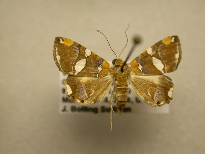 Eulepidotis ouocco © James Sullivan, Research Collection of J. B. Sullivan