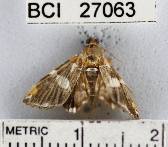 Eulepidotis perlata &copy; Unspecified