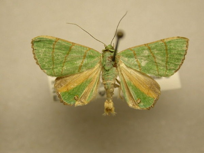 Eulepidotis viridissima © James Sullivan, Research Collection of J. B. Sullivan