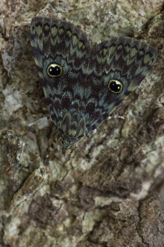 Glenopteris oculifera © <a rel="nofollow" class="external text" href="https://www.flickr.com/people/9126727@N04">José Roberto Peruca</a> from Araçatuba/SP, Brasil