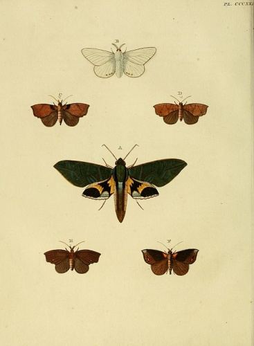 Goniapteryx sergilia &copy; <a href="https://en.wikipedia.org/wiki/Pieter_Cramer" class="extiw" title="en:Pieter Cramer">Pieter Cramer</a> (1721 - 1776) and <a href="https://en.wikipedia.org/wiki/Caspar_Stoll" class="extiw" title="en:Caspar Stoll">Caspar Stoll</a> (between  1725 and 1730 - 1791)
