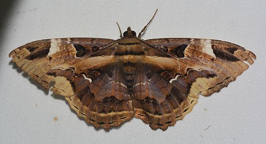 Letis herilia &copy; <a rel="nofollow" class="external text" href="https://www.flickr.com/people/80270393@N06">Andy Reago &amp; Chrissy McClarren</a>