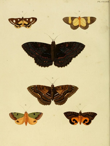 Letis mycerina &copy; <a href="https://en.wikipedia.org/wiki/Pieter_Cramer" class="extiw" title="en:Pieter Cramer">Pieter Cramer</a> (1721 - 1776) and <a href="https://en.wikipedia.org/wiki/Caspar_Stoll" class="extiw" title="en:Caspar Stoll">Caspar Stoll</a> (between  1725 and 1730 - 1791)