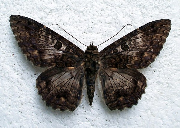 Letis scops © <a rel="nofollow" class="external text" href="https://www.flickr.com/people/33398884@N03">Ben Sale</a> from UK