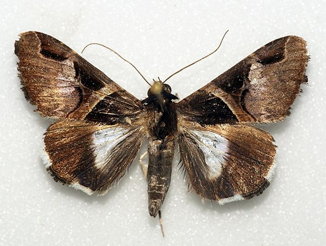 Melipotis fasciolaris &copy; <a rel="nofollow" class="external text" href="https://www.flickr.com/people/33398884@N03">Ben Sale</a> from UK