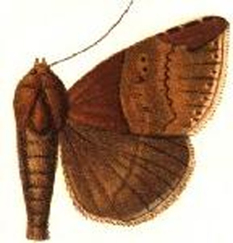 Ophisma nobilis © Sir GEORGE F. HAMPSON, Bart.