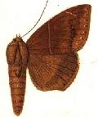 Ophisma variata © Sir GEORGE F. HAMPSON, Bart.