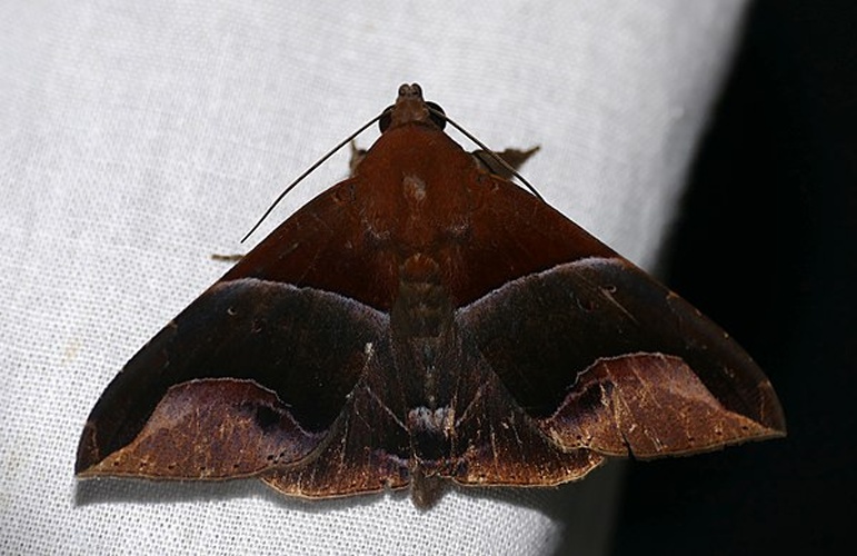 Parachaea macaria &copy; <a rel="nofollow" class="external text" href="https://www.flickr.com/people/65695019@N07">Bernard DUPONT</a> from FRANCE