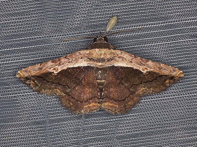 Selenisa sueroides © <a rel="nofollow" class="external text" href="https://www.flickr.com/people/25401497@N02">Donald Hobern</a> from Copenhagen, Denmark