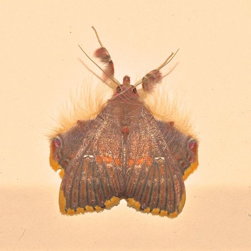 Sosxetra grata &copy; <a rel="nofollow" class="external text" href="https://www.flickr.com/people/74834643@N07">Pavel Kirillov</a> from St.Petersburg, Russia