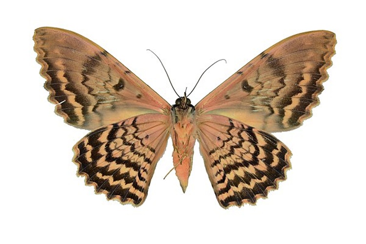 Thysania zenobia &copy; <a rel="nofollow" class="external text" href="https://www.flickr.com/people/11014423@N07">Geoff Gallice</a> from Gainesville, FL, USA