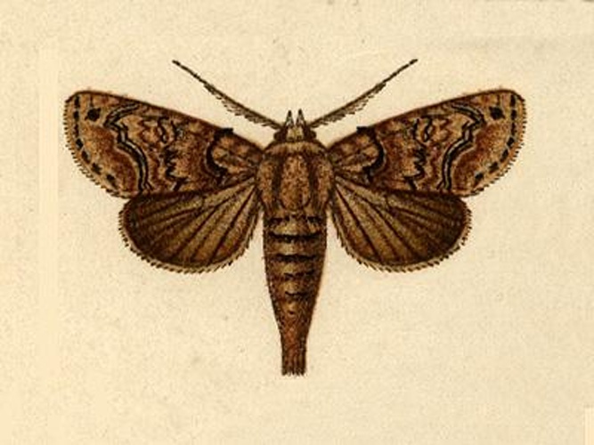 Paectes fuscescens &copy; Hampson