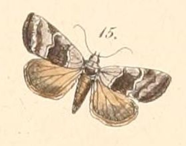 Abacena accincta © Felder &amp; Rogenhofer, 1875
