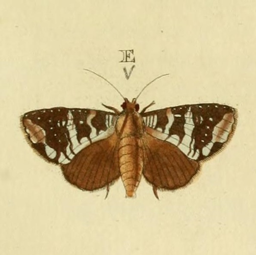Condica cupentia © <dl><dd>
<a href="https://en.wikipedia.org/wiki/Pieter_Cramer" class="extiw" title="en:Pieter Cramer">Pieter Cramer</a> (1721 - 1776) and <a href="https://en.wikipedia.org/wiki/Caspar_Stoll" class="extiw" title="en:Caspar Stoll">Caspar Stoll</a> (between  1725 and 1730 - 1791)</dd></dl>