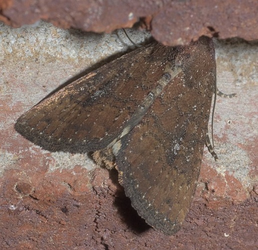 Condica sutor &copy; <div class="fn value">
<a href="//commons.wikimedia.org/wiki/User:Xpda" title="User:Xpda">xpda</a>
</div>