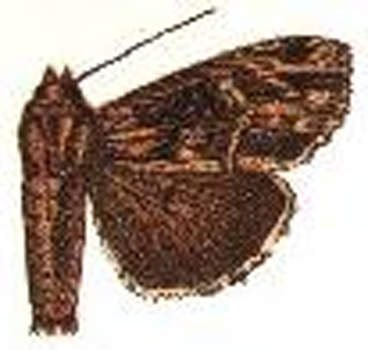 Dypterygia assuetus &copy; Sir GEORGE F. HAMPSON, Bart.