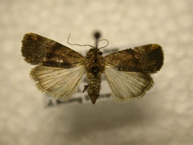 Elaphria agrotina © James Sullivan, Research Collection of J. B. Sullivan