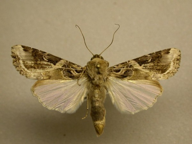 Spodoptera androgea © James Sullivan, Research Collection of J. B. Sullivan
