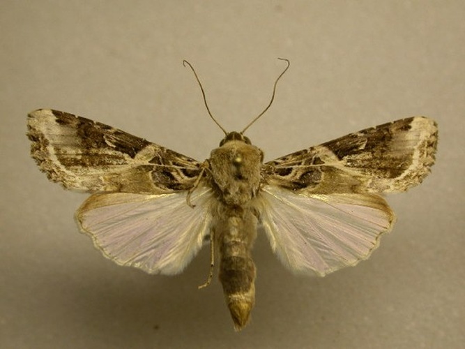 Spodoptera androgea &copy; James Sullivan, Research Collection of J. B. Sullivan