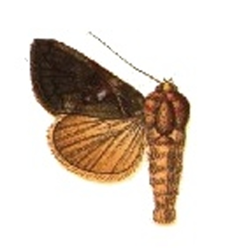 Argyrogramma verruca &copy; Sir George F. Hampson, Bart.