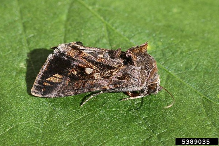 Chrysodeixis includens © Russ Ottens, University of Georgia, United States