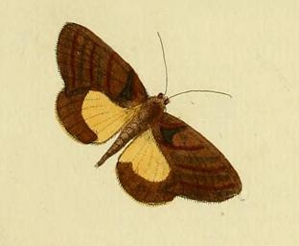 Gonodonta sicheas © <a href="https://en.wikipedia.org/wiki/Pieter_Cramer" class="extiw" title="en:Pieter Cramer">Pieter Cramer</a> (1721 - 1776) and <a href="https://en.wikipedia.org/wiki/Caspar_Stoll" class="extiw" title="en:Caspar Stoll">Caspar Stoll</a> (between  1725 and 1730 - 1791)