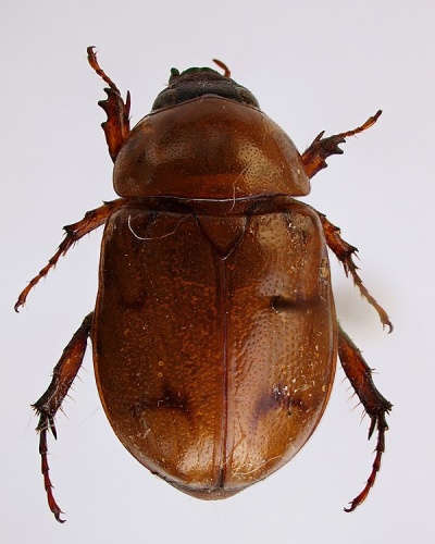 Cyclocephala diluta © <a href="//commons.wikimedia.org/w/index.php?title=User:JohnSka&amp;action=edit&amp;redlink=1" class="new" title="User:JohnSka (page does not exist)">JohnSka</a>