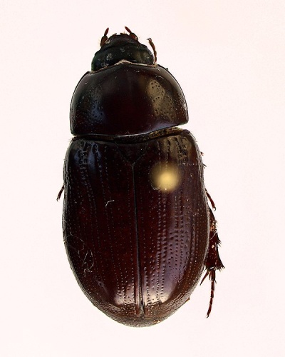 Stenocrates popei © <a href="//commons.wikimedia.org/w/index.php?title=User:JohnSka&amp;action=edit&amp;redlink=1" class="new" title="User:JohnSka (page does not exist)">JohnSka</a>