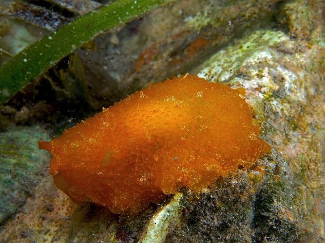 Pleurobranchus areolatus © <a href="//commons.wikimedia.org/wiki/User:Nhobgood" title="User:Nhobgood">Nhobgood</a> (<a href="//commons.wikimedia.org/wiki/User_talk:Nhobgood" title="User talk:Nhobgood"><span class="signature-talk">talk</span></a>) Nick Hobgood