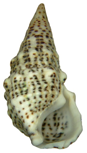 Cerithium litteratum © <a rel="nofollow" class="external text" href="https://www.flickr.com/people/30703260@N08">Udo Schmidt</a> from Deutschland