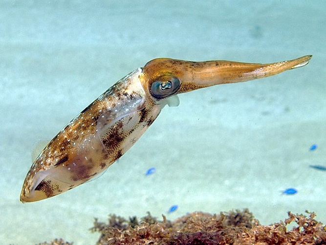 Caribbean reef squid &copy; <a href="//commons.wikimedia.org/wiki/User:Nhobgood" title="User:Nhobgood">Nhobgood</a> Nick Hobgood