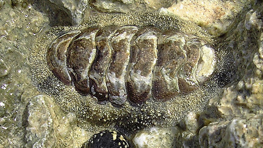 West Indian fuzzy chiton © <a href="//commons.wikimedia.org/wiki/User:Biopics" title="User:Biopics">Hans Hillewaert</a> cropped (by <a href="//commons.wikimedia.org/wiki/User:Snek01" title="User:Snek01">User:Snek01</a>