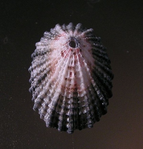 Diodora listeri © <a rel="nofollow" class="external text" href="https://www.biolib.cz/en/person/id3973/">Jan Delsing</a>.
Original uploader was <a href="https://en.wikipedia.org/wiki/User:JoJan" class="extiw" title="en:User:JoJan">JoJan</a> at <a class="external text" href="http://en.wikipedia.org">en.wikipedia</a>