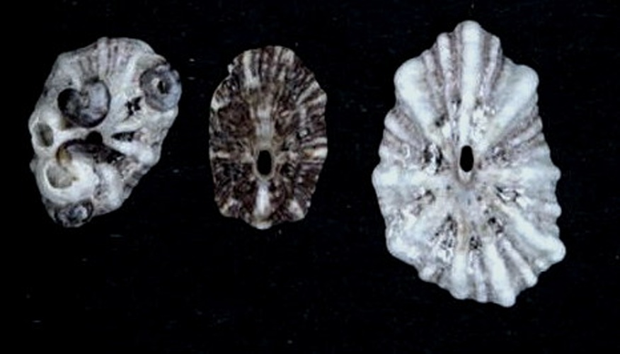 Fissurella angusta &copy; Naturalis Biodiversity Center