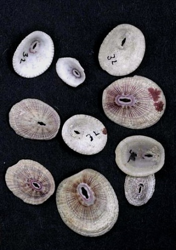 Fissurella fascicularis © Naturalis Biodiversity Center