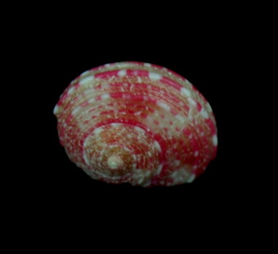 Pseudostomatella coccinea © <a href="//commons.wikimedia.org/wiki/User:Shellnut" title="User:Shellnut">Shellnut</a>