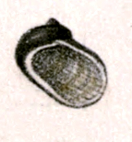 Synaptocochlea picta © Pilsbry