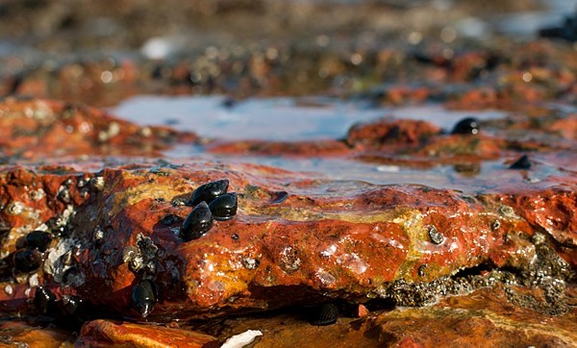 Echinolittorina meleagris &copy; <a href="//commons.wikimedia.org/wiki/User:The_Photographer" class="mw-redirect" title="User:The Photographer">The Photographer</a>