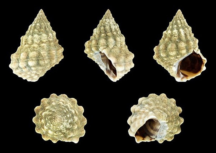 Echinolittorina tuberculata © H. Zell